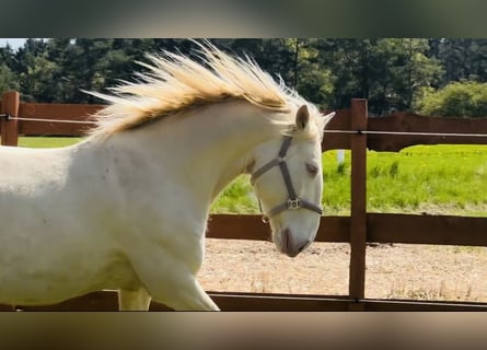 Lusitano, Gelding, 6 years, 16 hh, Cremello