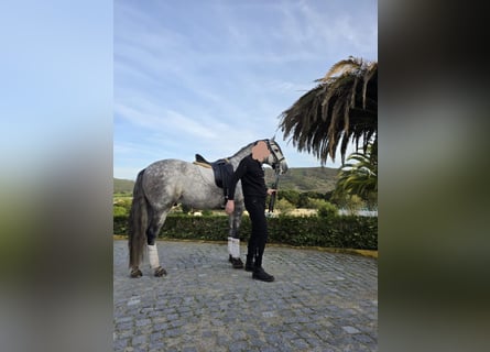 Lusitano, Gelding, 6 years, 16,1 hh, Grey