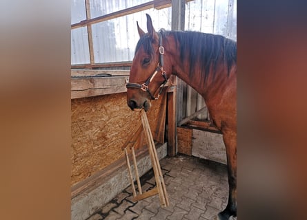 Lusitano, Gelding, 6 years, 16,2 hh, Brown