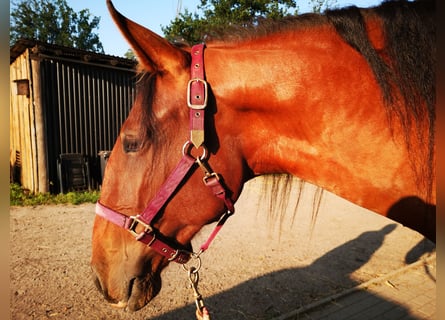 Lusitano, Gelding, 6 years, 16,2 hh, Brown