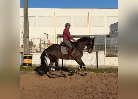 Lusitano, Gelding, 6 years, 16,3 hh, Brown