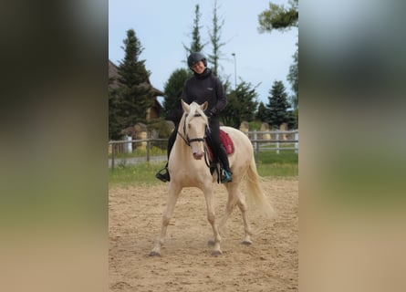 Lusitano, Gelding, 7 years, 15.2 hh, Cremello