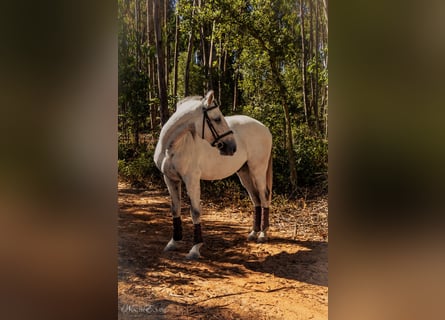 Lusitano, Gelding, 7 years, 15.2 hh, Grey-Red-Tan