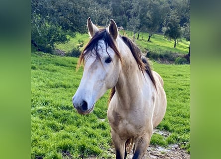 Lusitano, Gelding, 7 years, 15,2 hh, Grey-Red-Tan