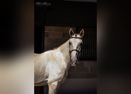 Lusitano, Gelding, 7 years, 15,2 hh, Grey