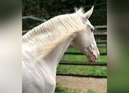 Lusitano, Gelding, 7 years, 16 hh, Cremello