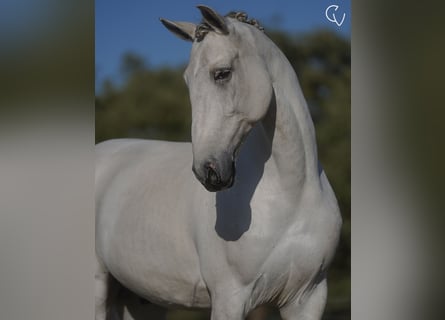 Lusitanos, Wallach, 7 Jahre, 16 hh, Schimmel