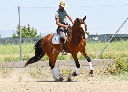 Lusitano, Gelding, 7 years, 16,3 hh, Brown