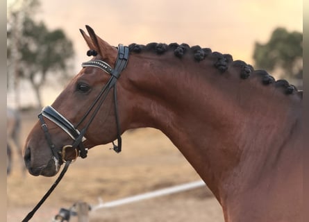 Lusitano Mix, Gelding, 8 years, 15.2 hh, Brown