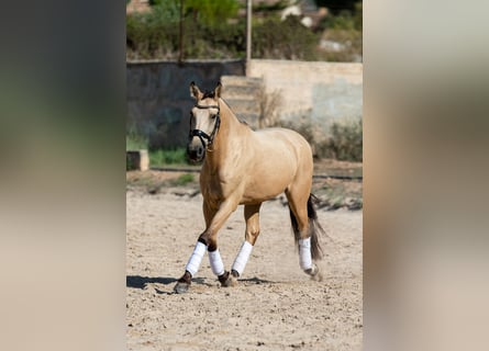 Lusitanos, Wallach, 8 Jahre, 15,2 hh, Buckskin