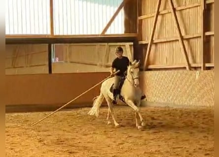 Lusitano Mix, Gelding, 8 years, 15,2 hh, Gray