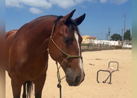 Lusitano Mix, Gelding, 8 years, 16.1 hh, Brown