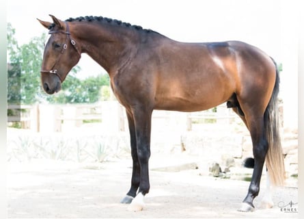 Lusitano, Gelding, 8 years, 16,2 hh, Brown