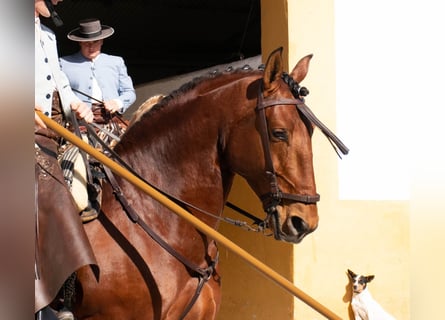 Lusitano, Gelding, 8 years, 16 hh, Brown