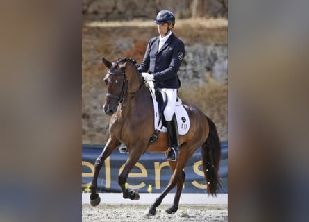 Lusitano, Gelding, 9 years, 15,1 hh, Bay-Dark