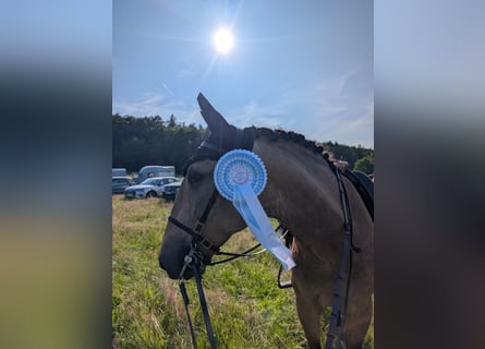 Lusitano, Gelding, 9 years, 15,2 hh, Dun