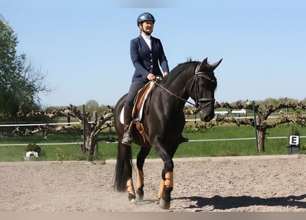 Lusitano, Gelding, 9 years, 16 hh, Black