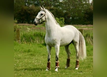 Lusitanos, Wallach, 9 Jahre, 16 hh, Schimmel