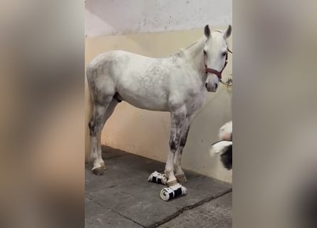 Lusitano, Gelding, 9 years, 16 hh, Grey