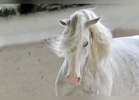 Lusitano, Giumenta, 11 Anni, 158 cm, Grigio