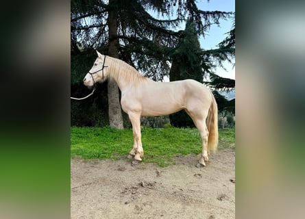 Lusitano Mix, Giumenta, 11 Anni, 164 cm, Cremello