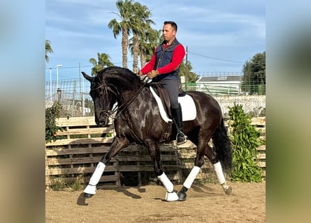 Lusitano, Giumenta, 12 Anni, 161 cm, Morello