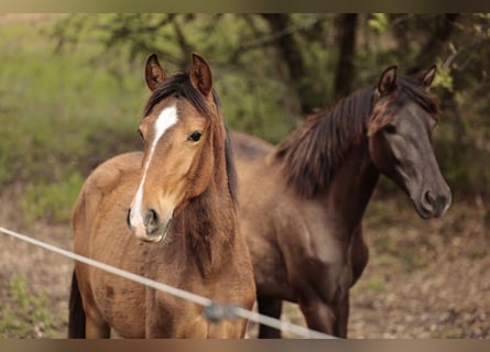 Lusitano, Giumenta, 1 Anno, 158 cm, Baio