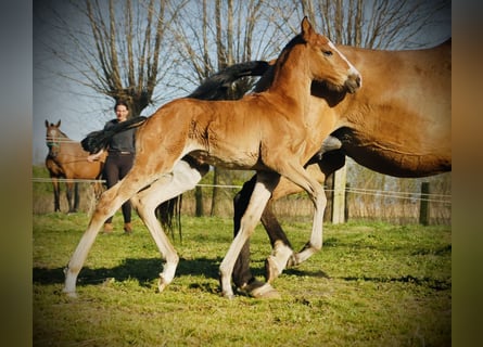 Lusitano, Giumenta, 1 Anno, 160 cm, Baio