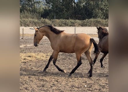 Lusitano, Giumenta, 1 Anno, 163 cm, Pelle di daino