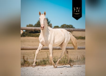 Lusitano, Giumenta, 1 Anno, Cremello
