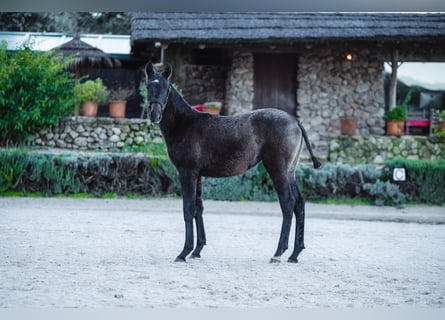 Lusitano, Giumenta, 1 Anno, Grigio