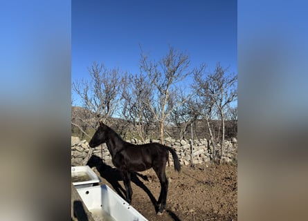 Lusitano, Giumenta, 1 Anno, Morello