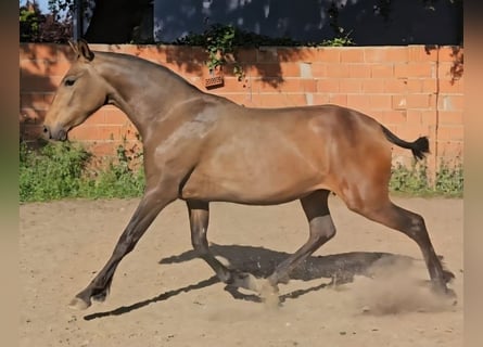 Lusitano Mix, Giumenta, 2 Anni, 156 cm, Pelle di daino