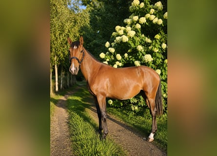 Lusitano, Giumenta, 2 Anni, 158 cm, Baio