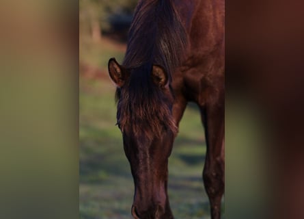 Lusitano, Giumenta, 2 Anni, 160 cm, Morello