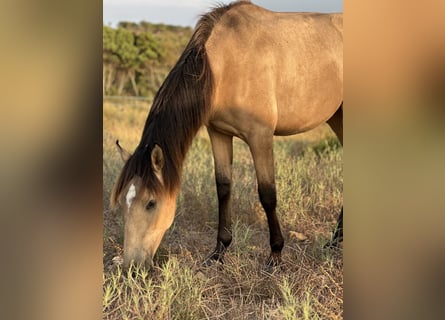 Lusitano, Giumenta, 2 Anni, 161 cm, Falbo
