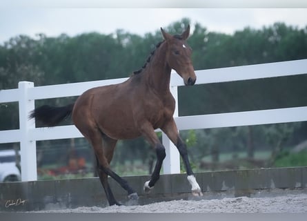 Lusitano, Giumenta, 2 Anni, 162 cm, Baio ciliegia