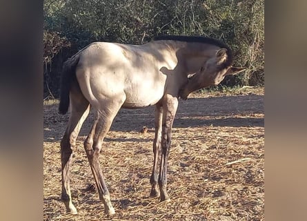 Lusitano, Giumenta, 2 Anni, 163 cm, Grullo