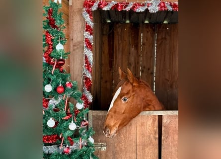Lusitano Mix, Giumenta, 2 Anni, 163 cm, Leopard