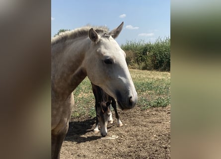 Lusitano, Giumenta, 2 Anni, Palomino