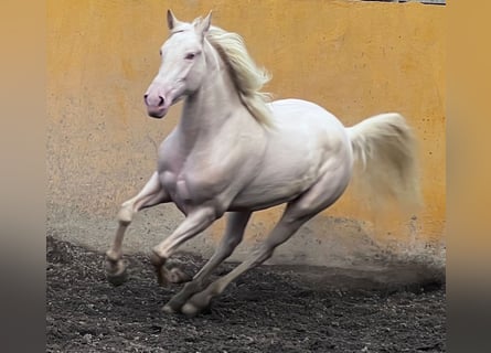 Lusitano, Giumenta, 3 Anni, 155 cm, Cremello