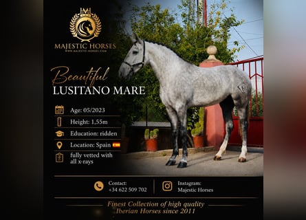 Lusitano, Giumenta, 3 Anni, 155 cm, Grigio pezzato