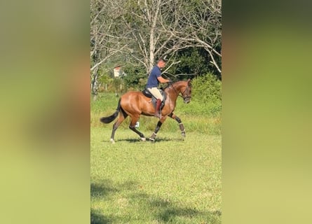Lusitano, Giumenta, 3 Anni, 156 cm, Baio