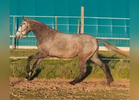 Lusitano Mix, Giumenta, 3 Anni, 157 cm, Grigio