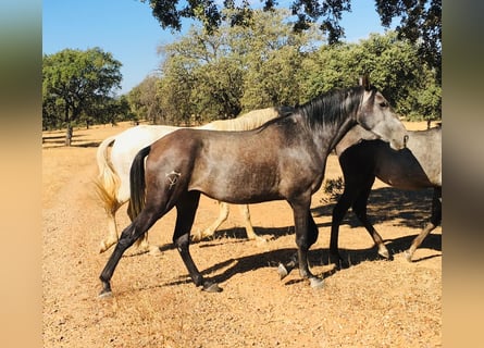 Lusitano, Giumenta, 3 Anni, 158 cm, Grigio