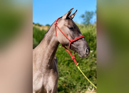 Lusitano Mix, Giumenta, 3 Anni, 158 cm, Grullo