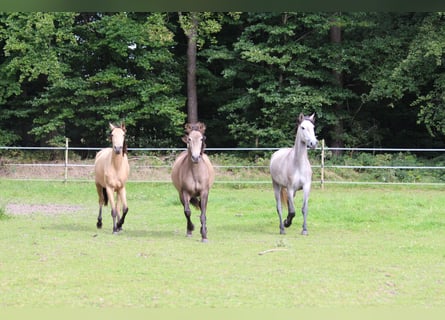 Lusitano, Giumenta, 3 Anni, 160 cm