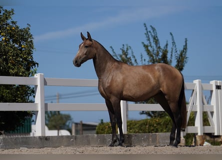 Lusitano, Giumenta, 3 Anni, 162 cm, Grigio rossastro