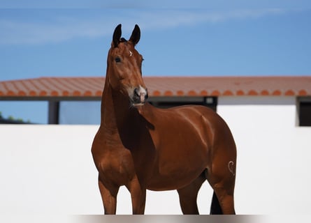 Lusitano Mix, Giumenta, 3 Anni, 165 cm, Baio ciliegia