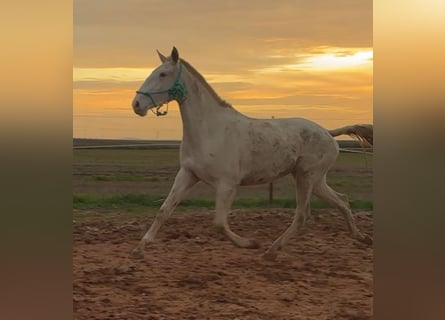 Lusitano, Giumenta, 3 Anni, 165 cm, Cremello